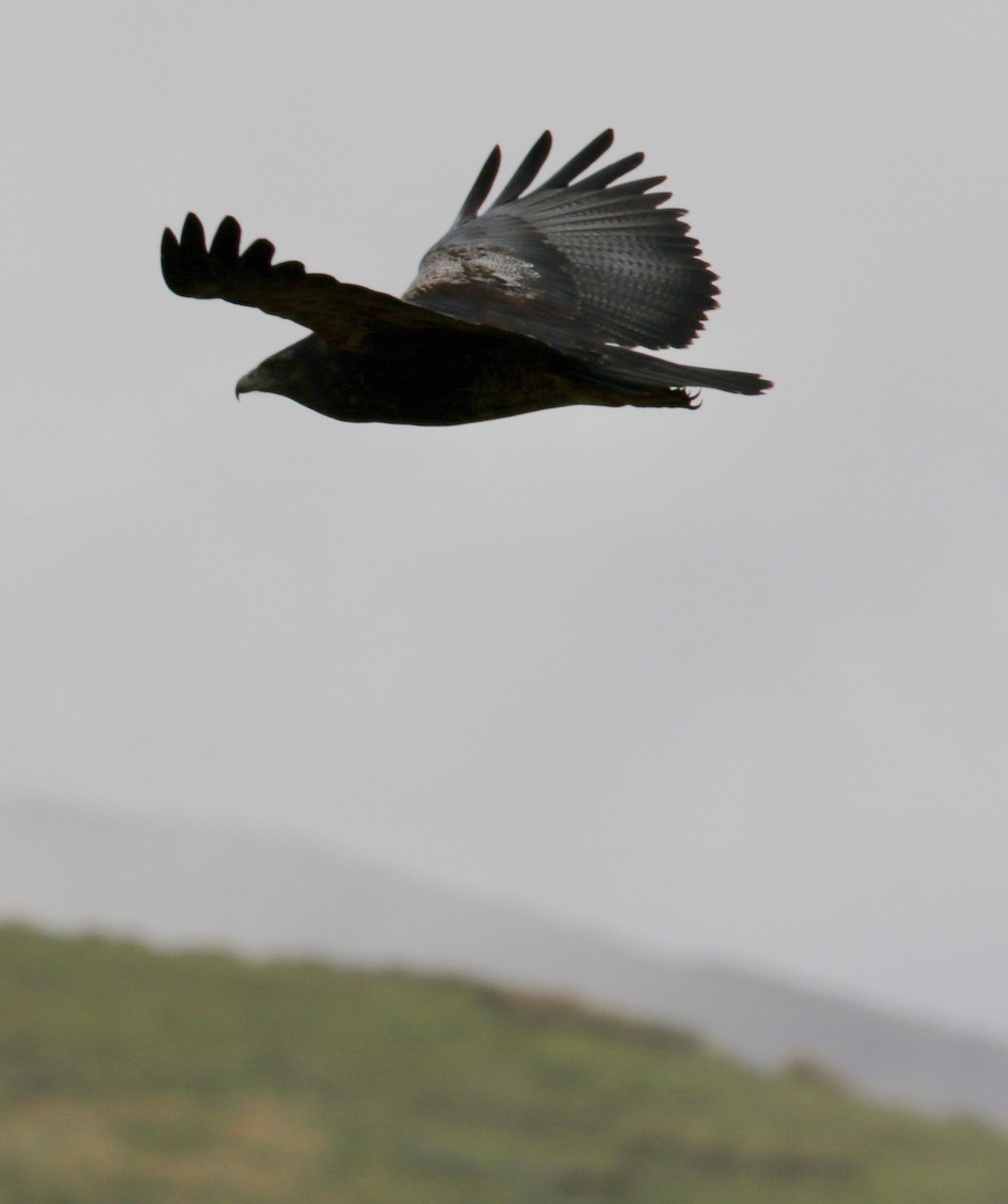 ワシノスリ - ML646784449