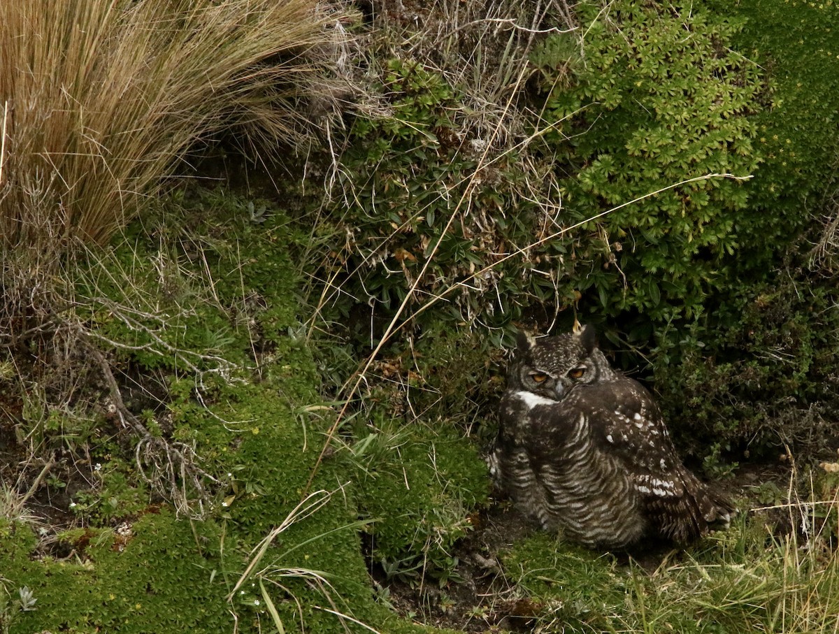 アメリカワシミミズク - ML646784453