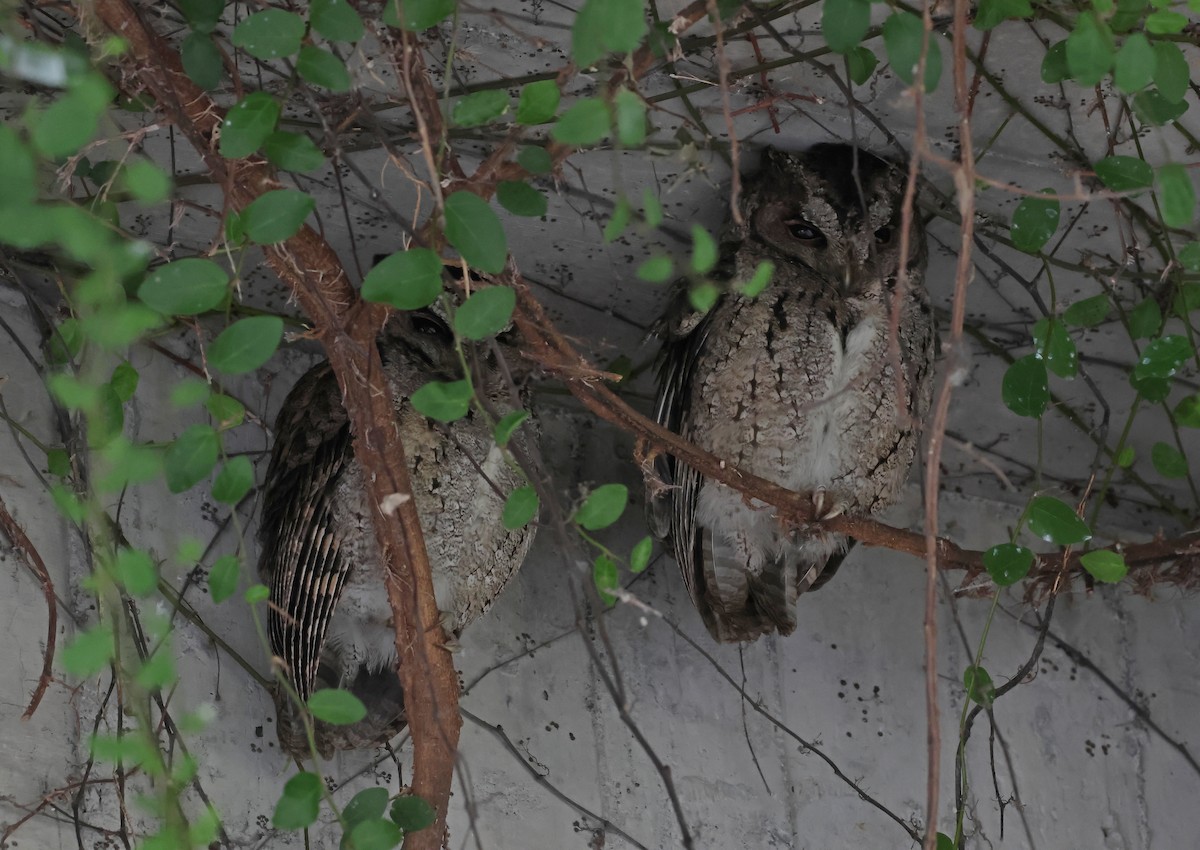 Ожереловая совка - ML646784454