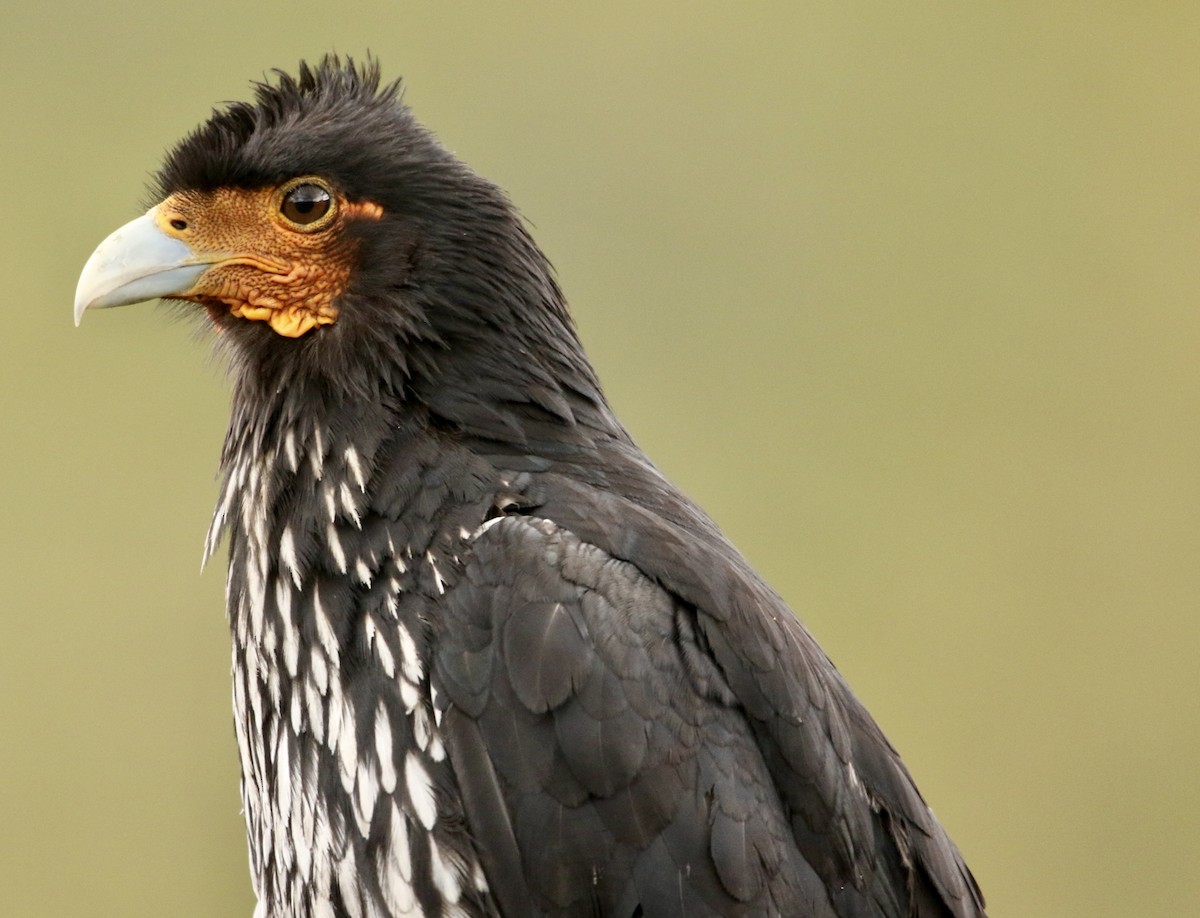 マダラコシジロカラカラ - ML646784458