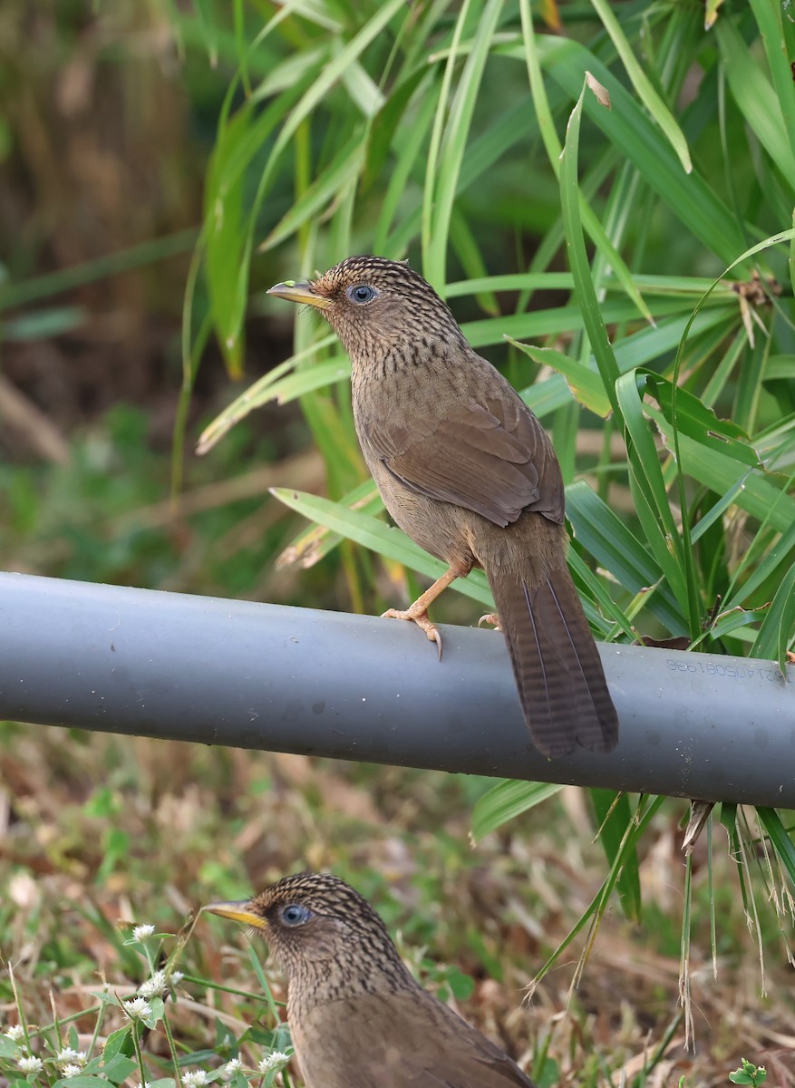 Тайваньская кустарница - ML646784460