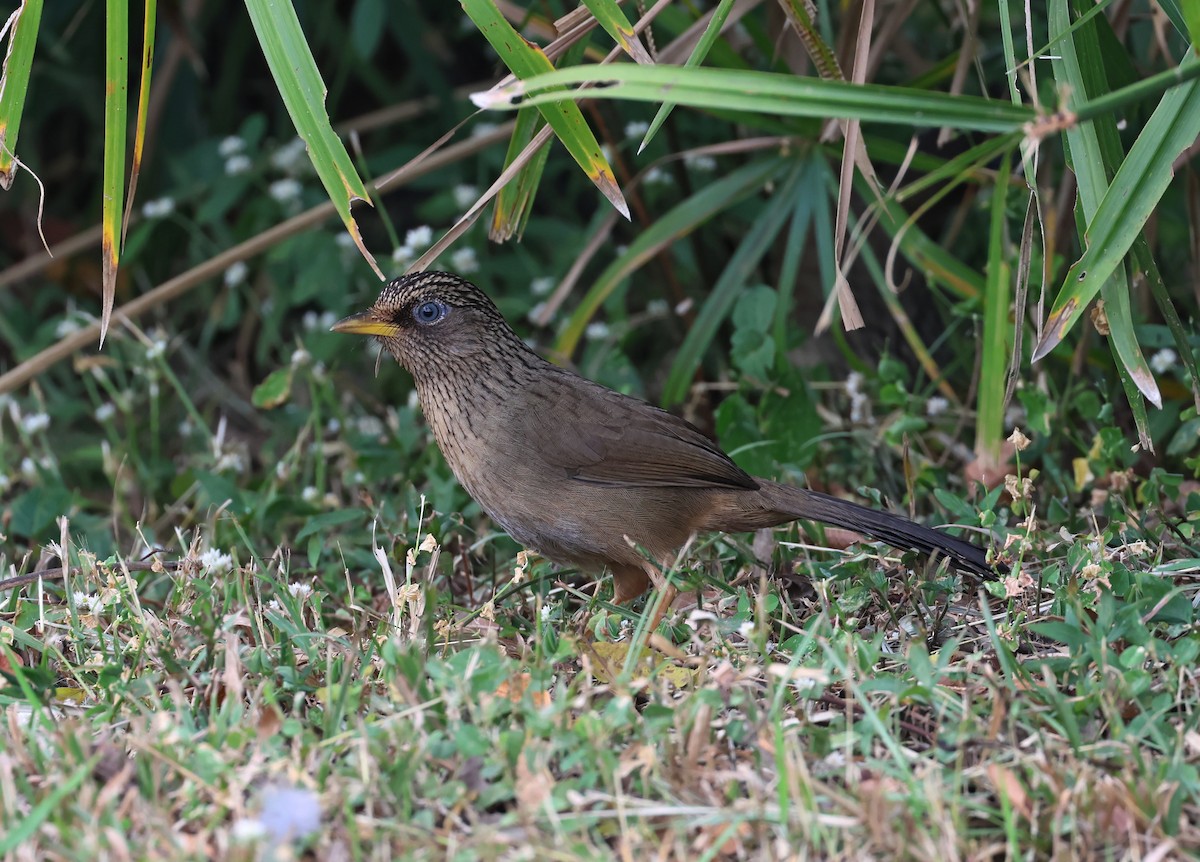Тайваньская кустарница - ML646784461