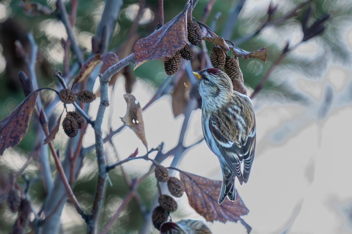 Redpoll (Common) - ML646784467