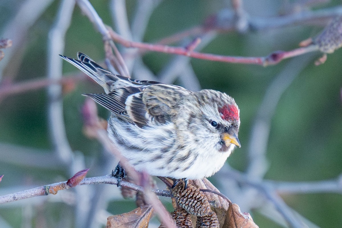 Redpoll (Common) - ML646784468