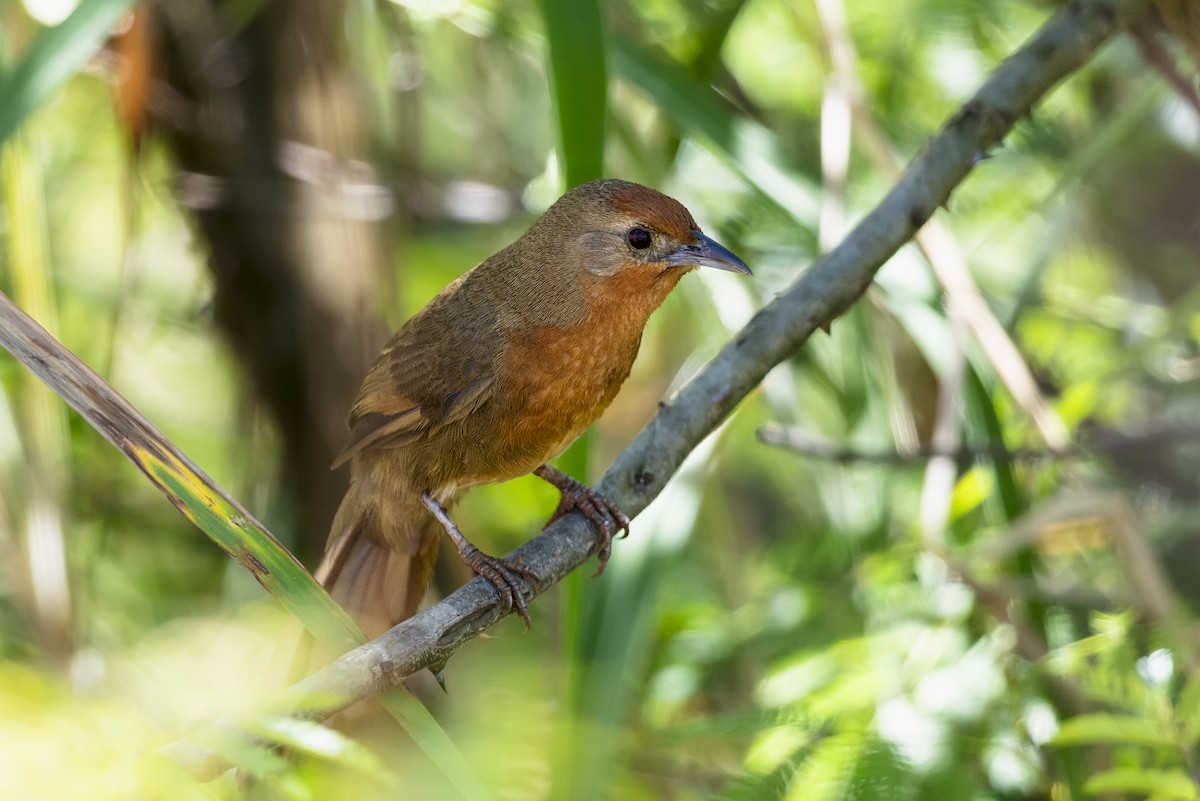 Orange-breasted Thornbird - ML646784470