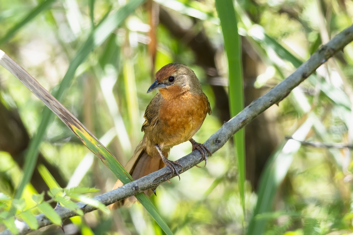 Orange-breasted Thornbird - ML646784471