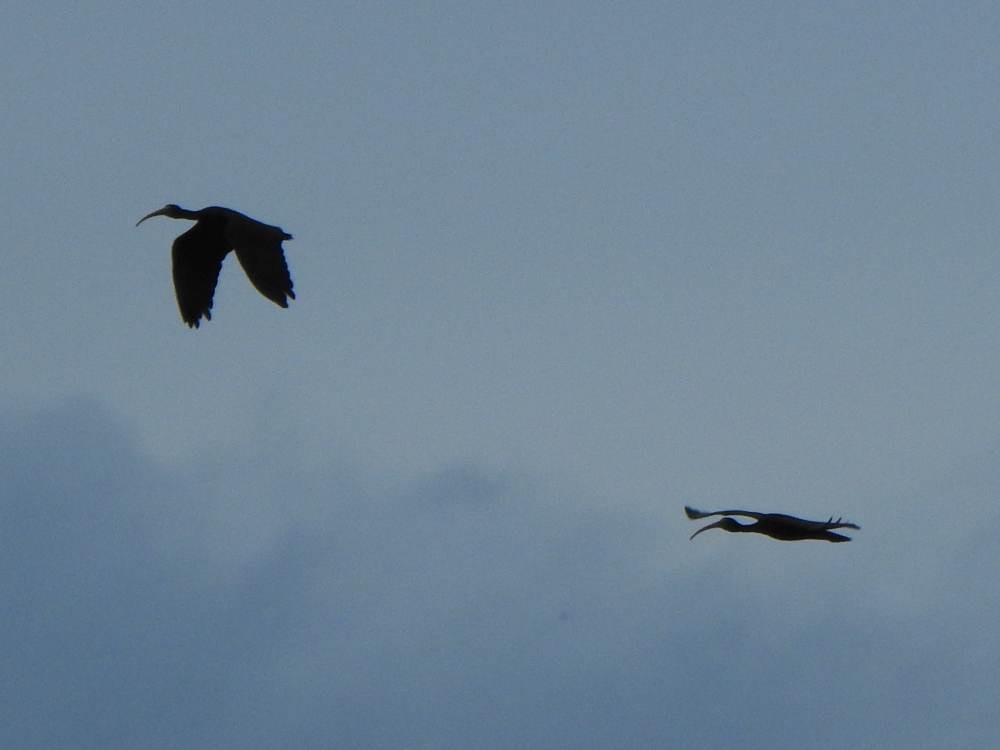 Bare-faced Ibis - ML646784472