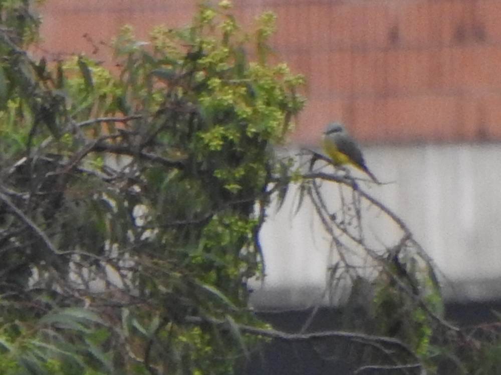 Tropical Kingbird - ML646784476