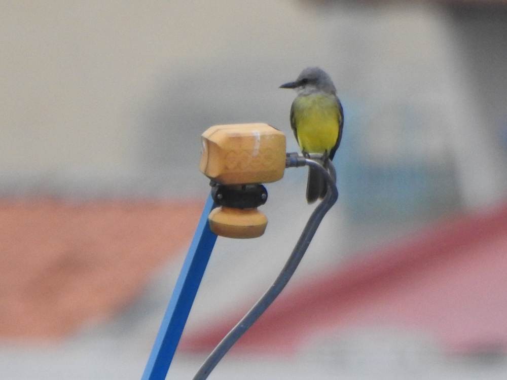 Tropical Kingbird - ML646784477