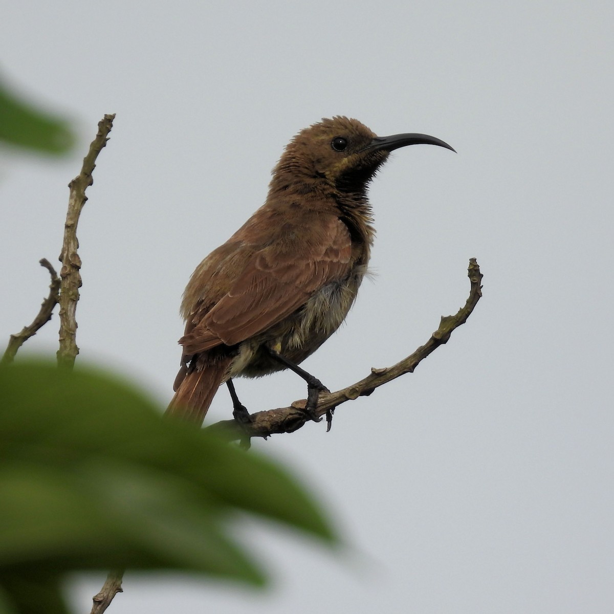 Scarlet-chested Sunbird - ML646784480