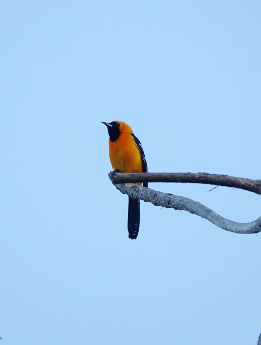 Turpial Enmascarado - ML646784481