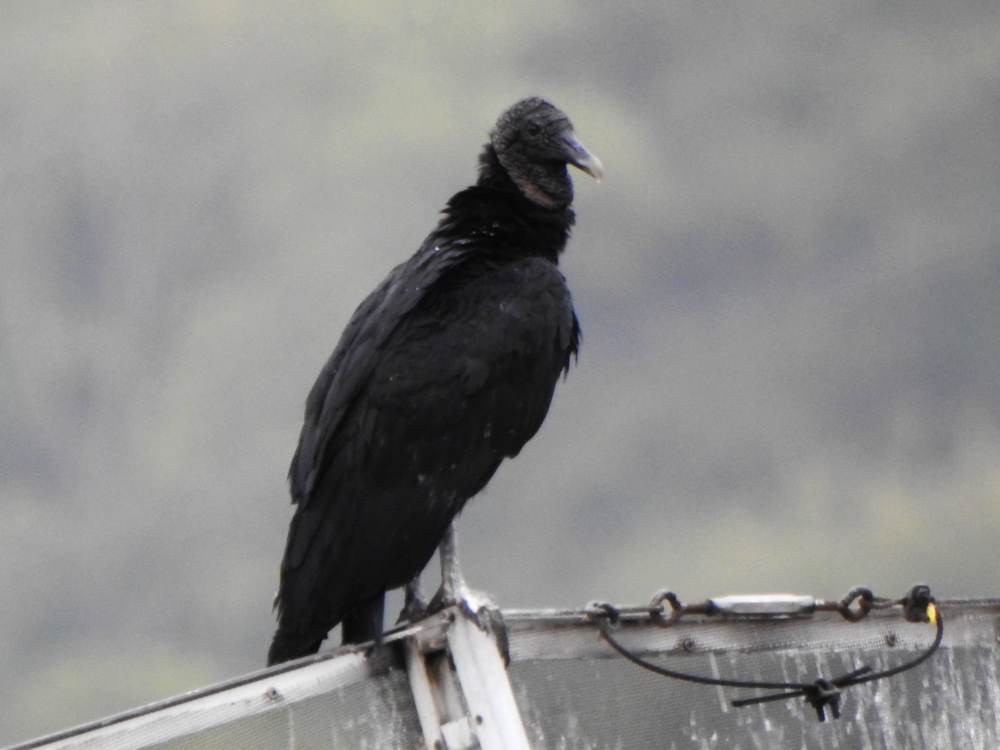 Black Vulture - ML646784484