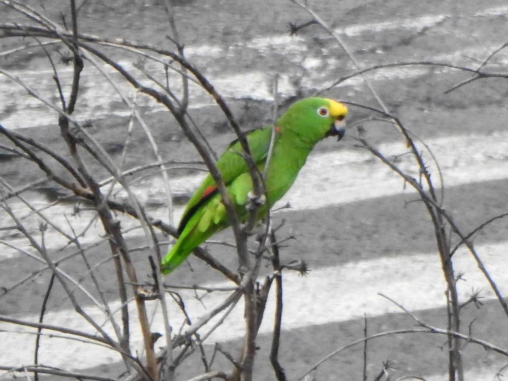 Yellow-crowned Amazon - ML646784487