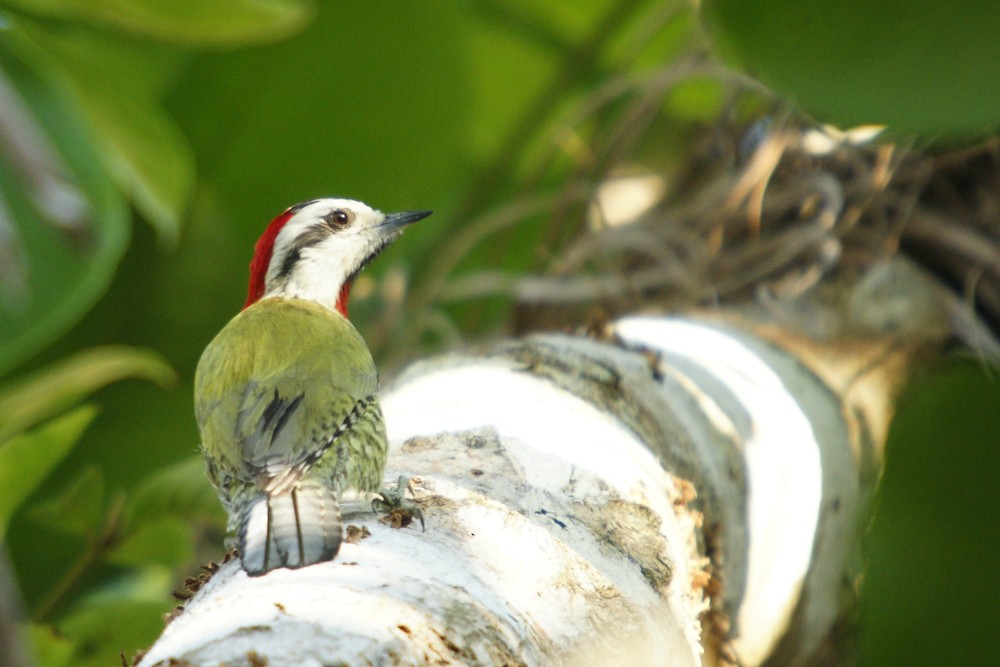 Cuban Green Woodpecker - ML646784488