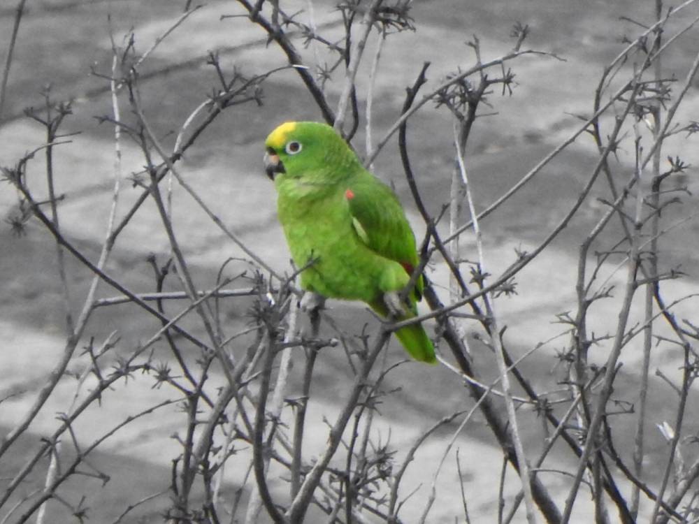 Yellow-crowned Amazon - ML646784489