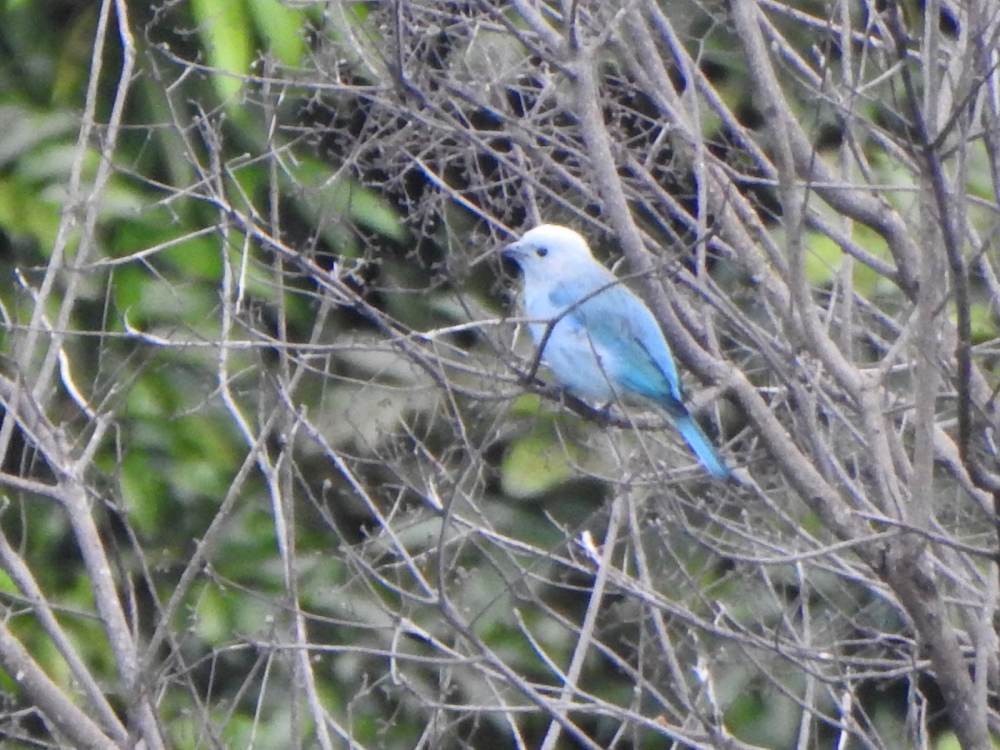Blue-gray Tanager - ML646784498