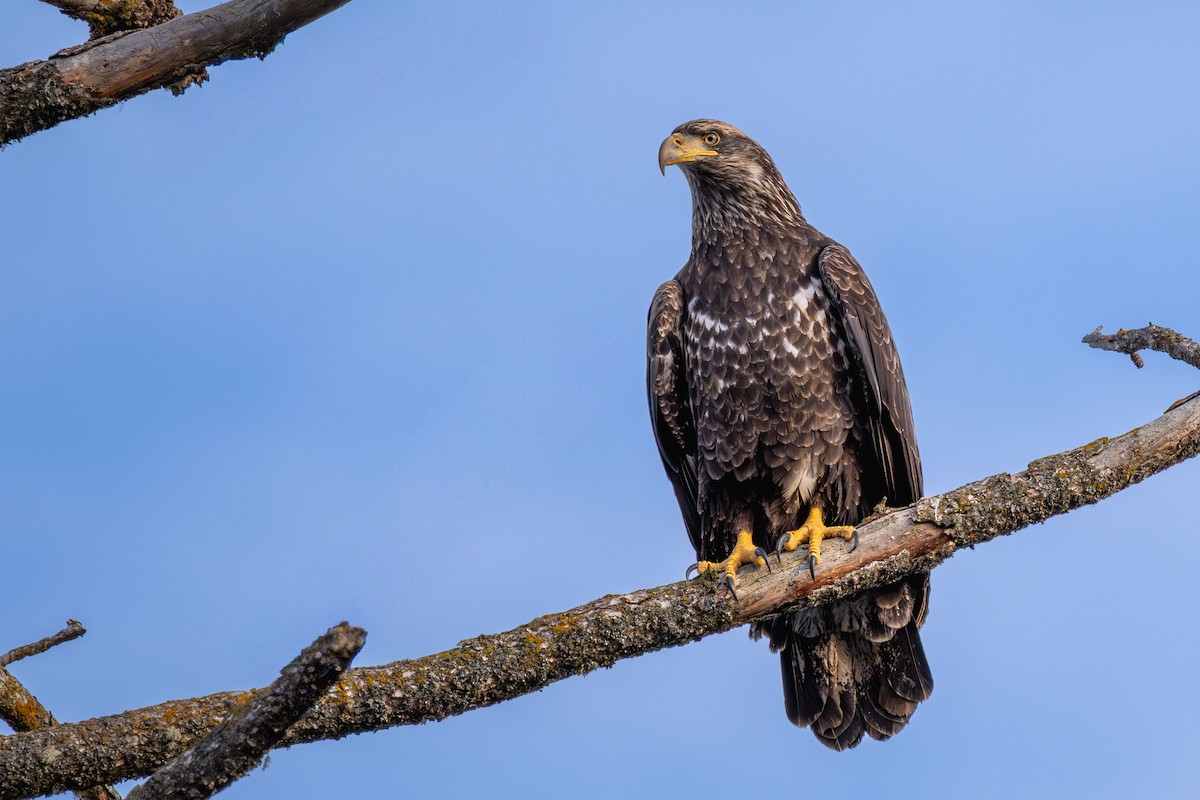 Bald Eagle - ML646784499