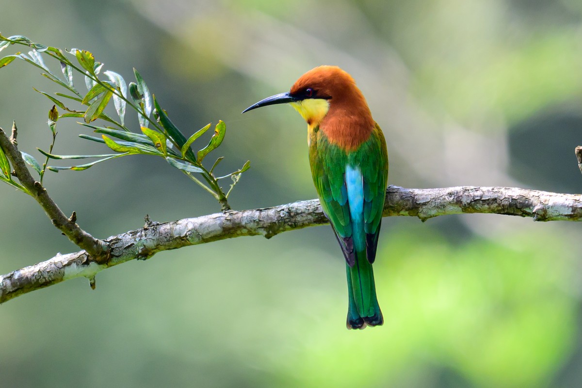 Guêpier de Leschenault - ML646784500