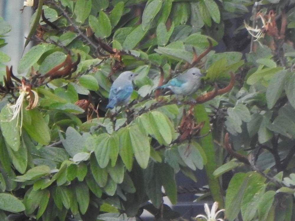 Blue-gray Tanager - ML646784501