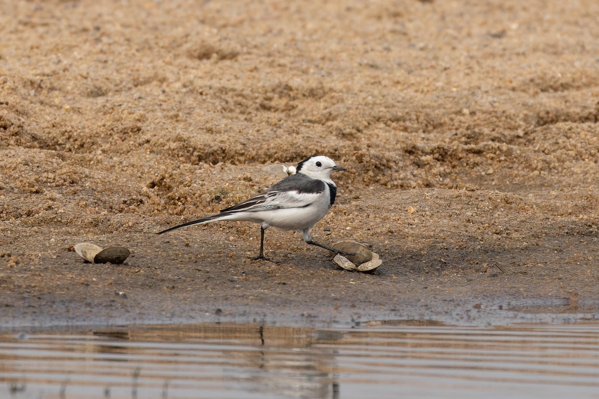 White Wagtail - ML646784502