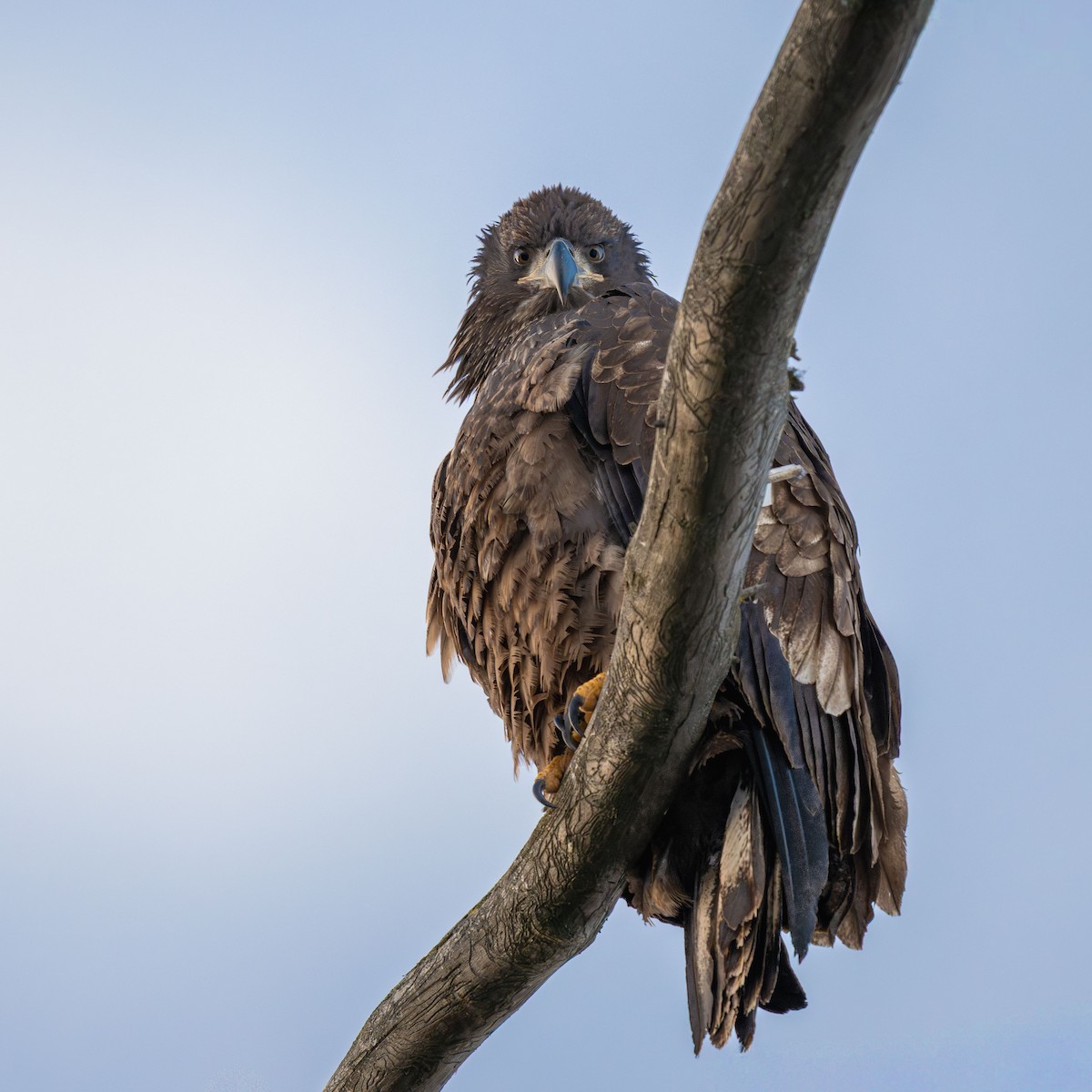 Bald Eagle - ML646784504