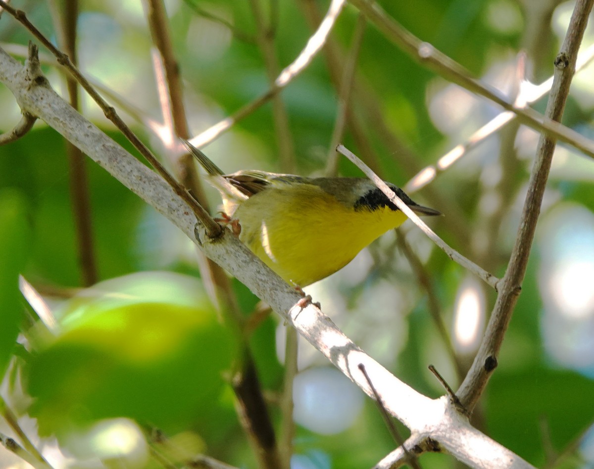 Mascarita Común - ML646784515