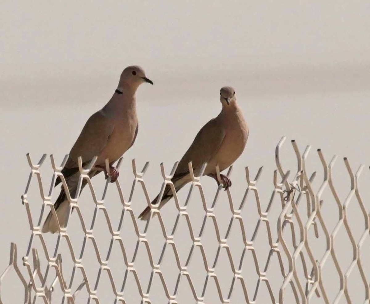 Сахельская горлица - ML646784516