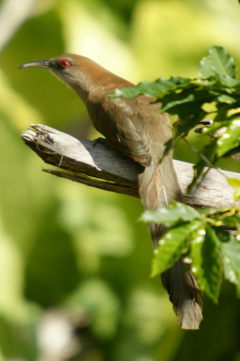 Great Lizard-Cuckoo - ML646784520