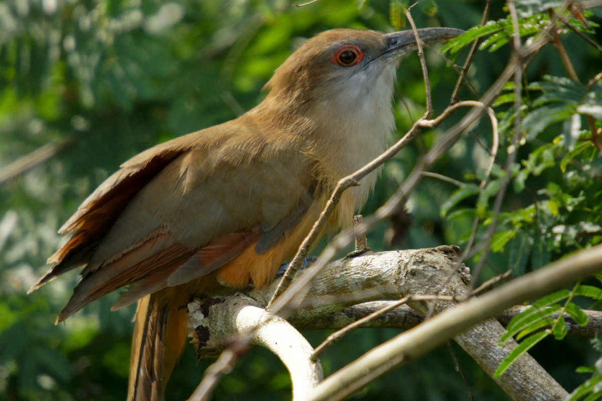 Great Lizard-Cuckoo - ML646784521