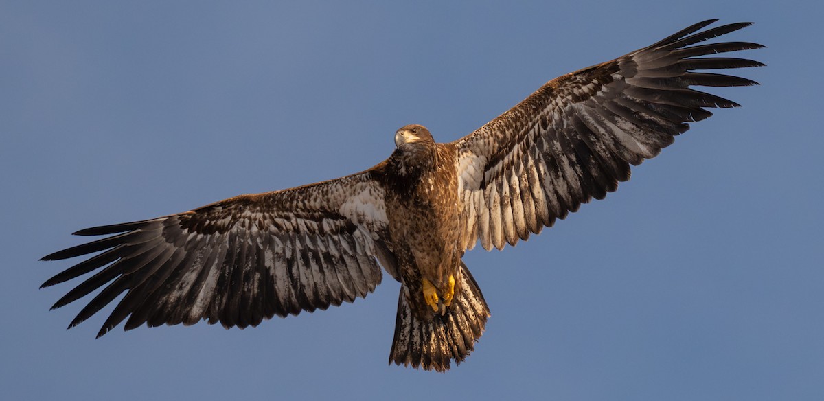 Bald Eagle - ML646784525