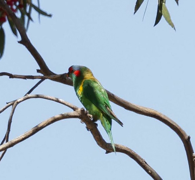 Musk Lorikeet - ML646784529