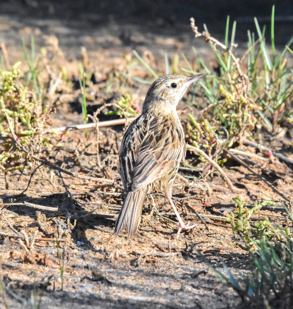 Hudson's Canastero - ML646784532