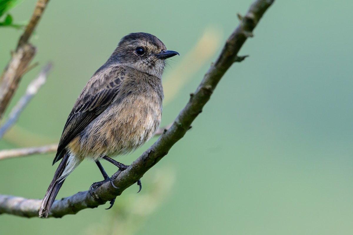 Tarier pie - ML646784546