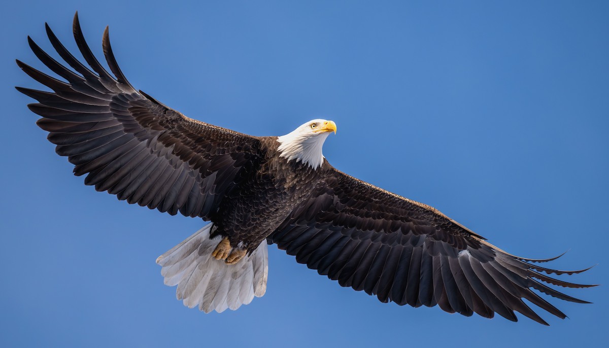 Bald Eagle - ML646784547