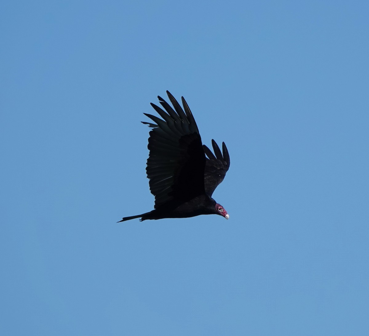 Turkey Vulture - ML646784549