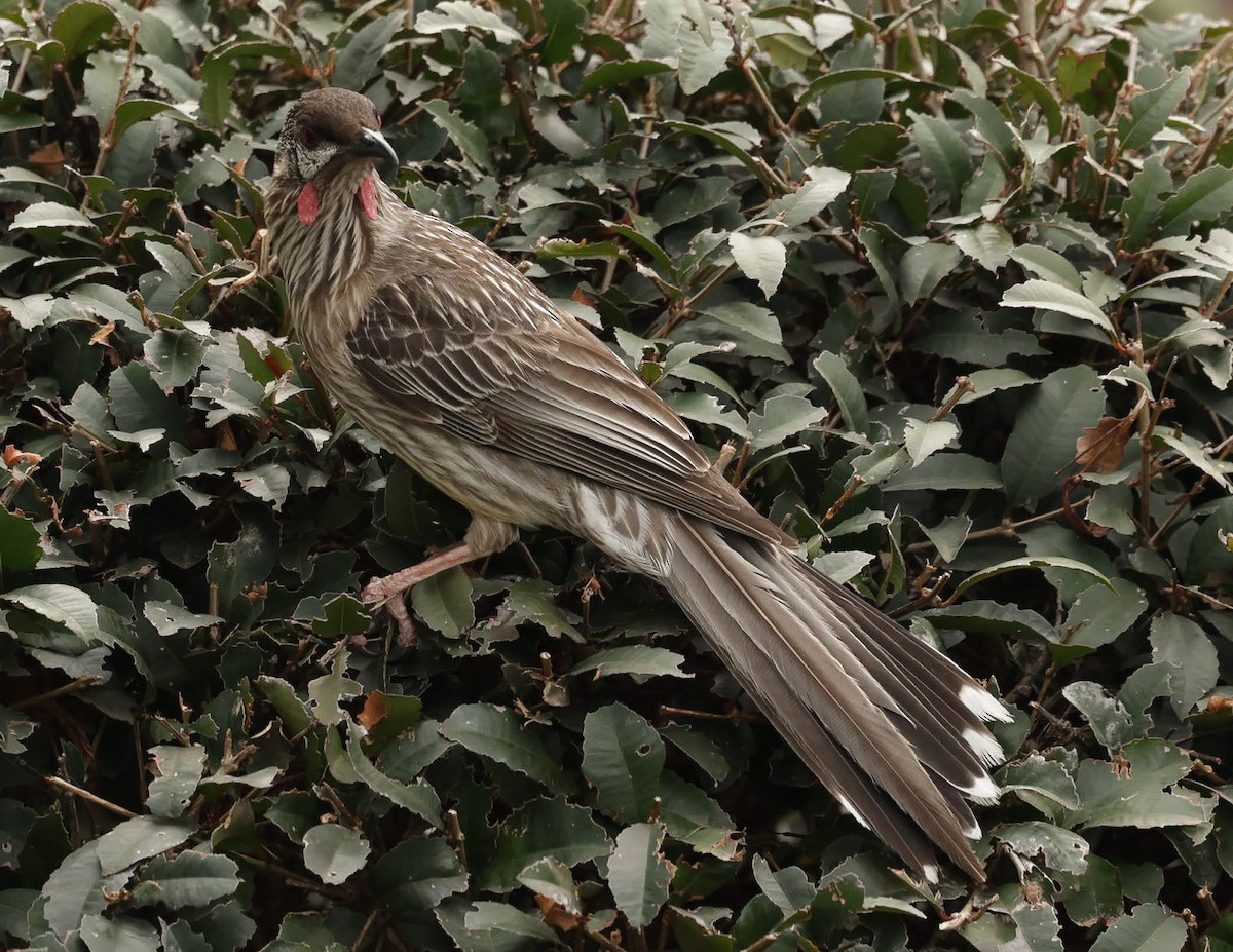 Red Wattlebird - ML646784556