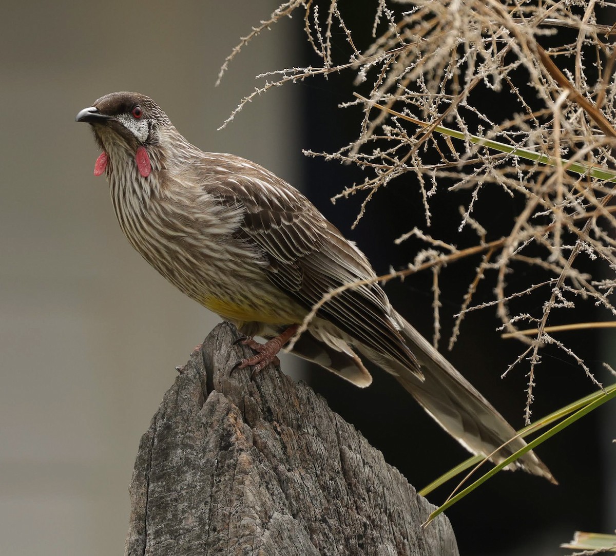 Red Wattlebird - ML646784557