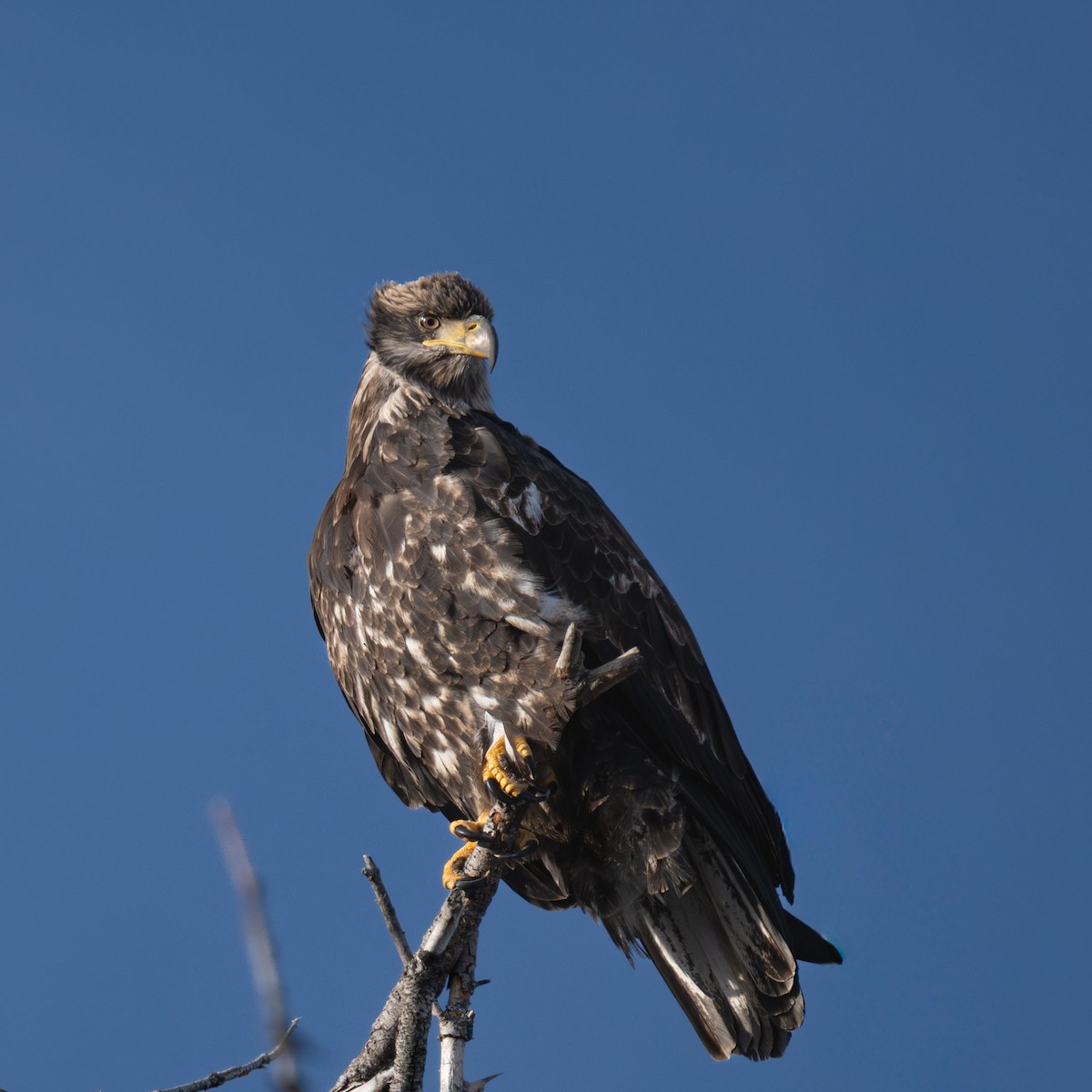 Bald Eagle - ML646784558