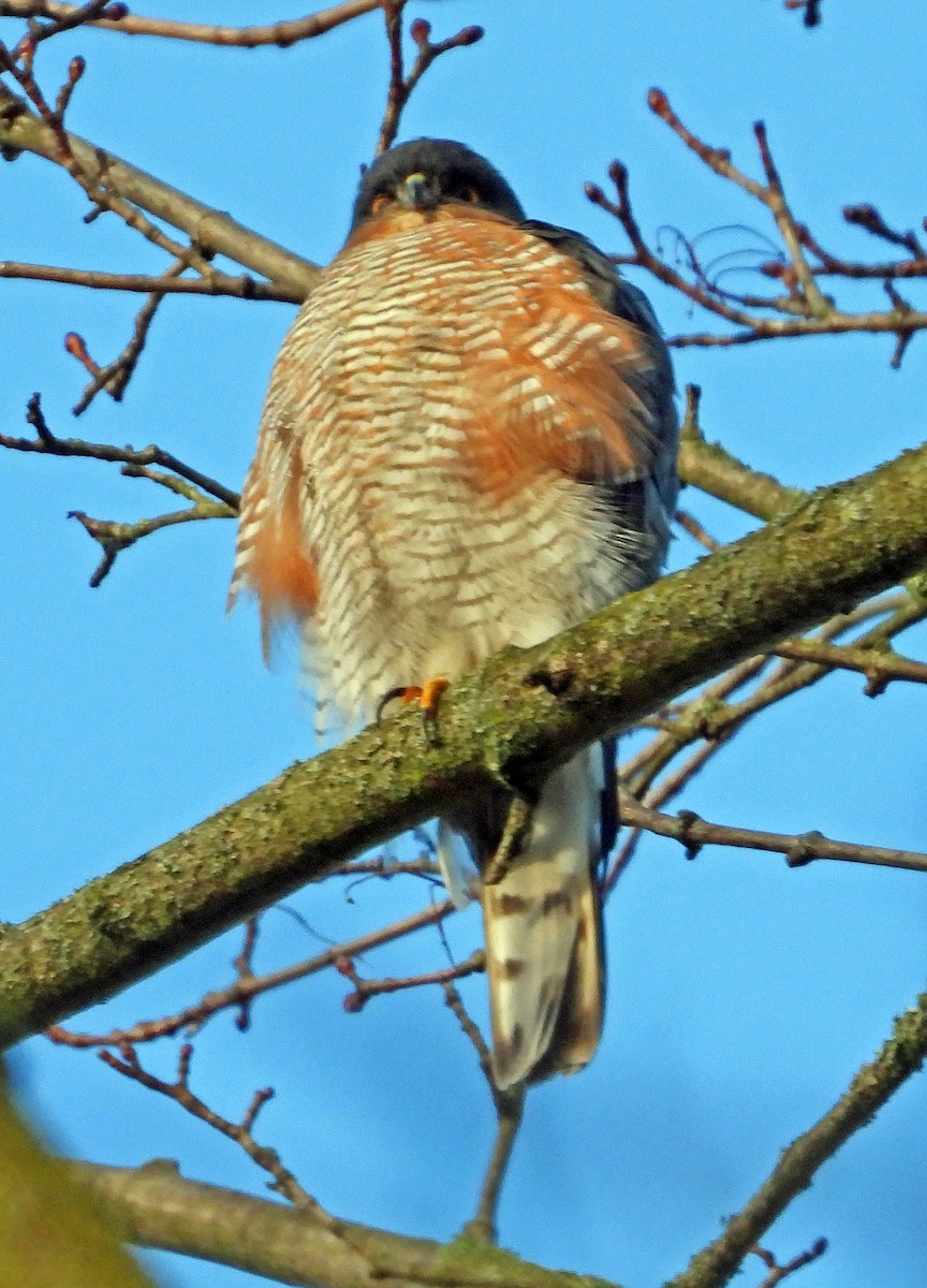 ハイタカ - ML646784560