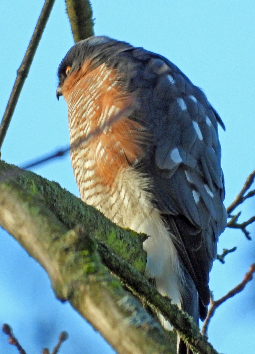 ハイタカ - ML646784561