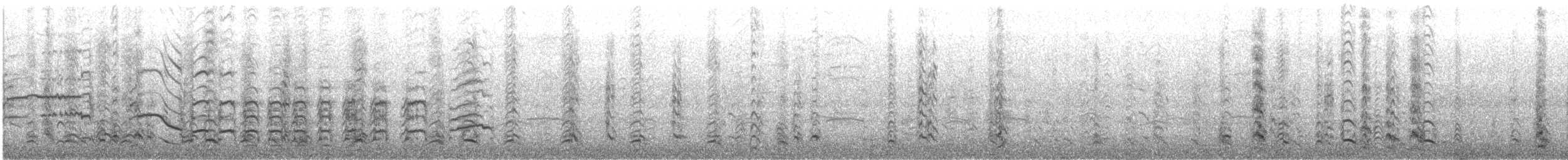 racek magellanský - ML646784562