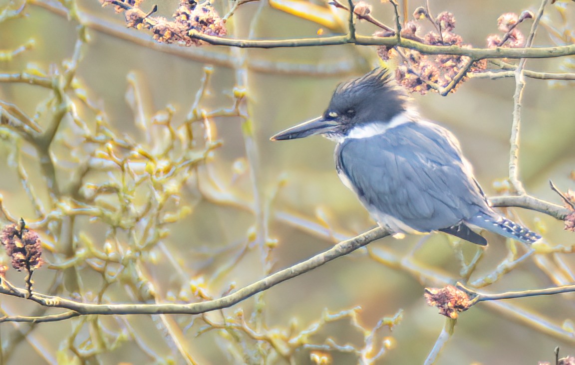 アメリカヤマセミ - ML646784569