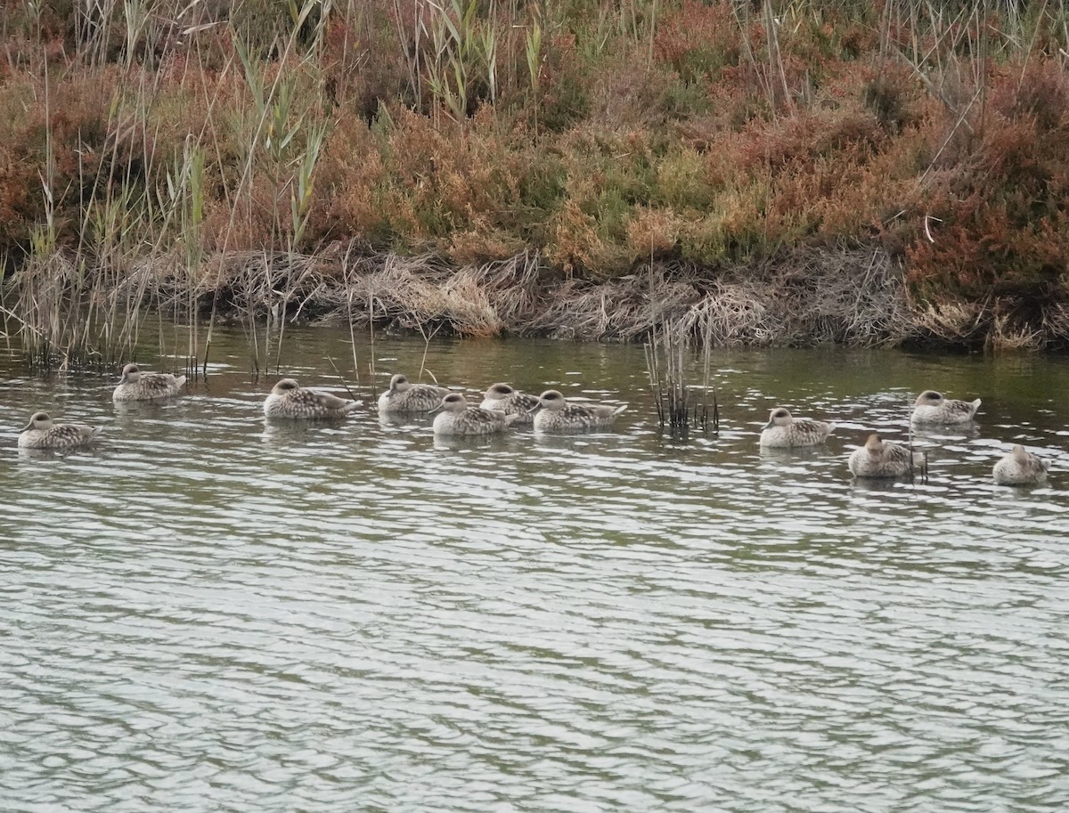 marmorand - ML646784570