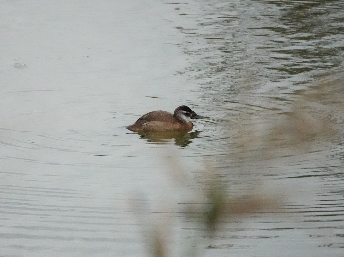 hvithodeand - ML646784571