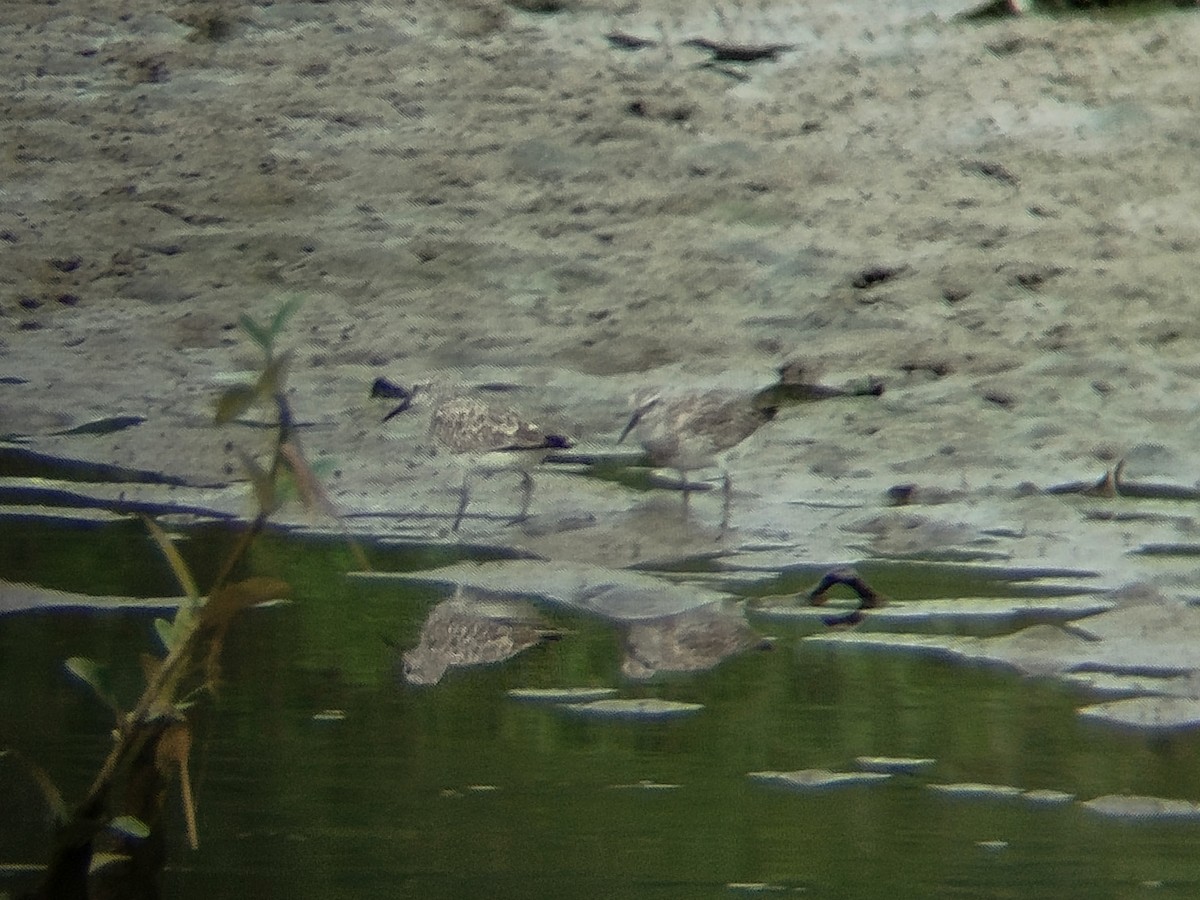 Benekli Kumkuşu - ML646784572