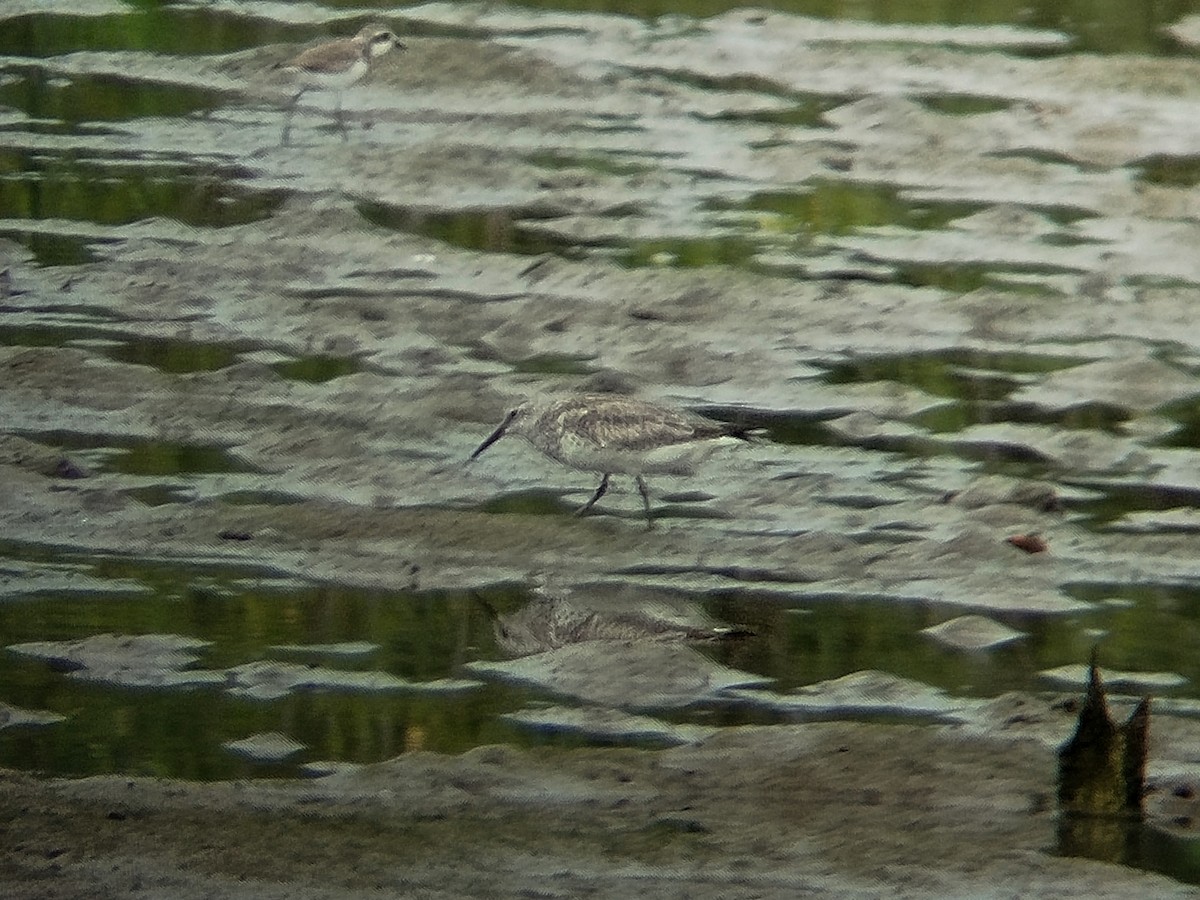 Benekli Kumkuşu - ML646784573