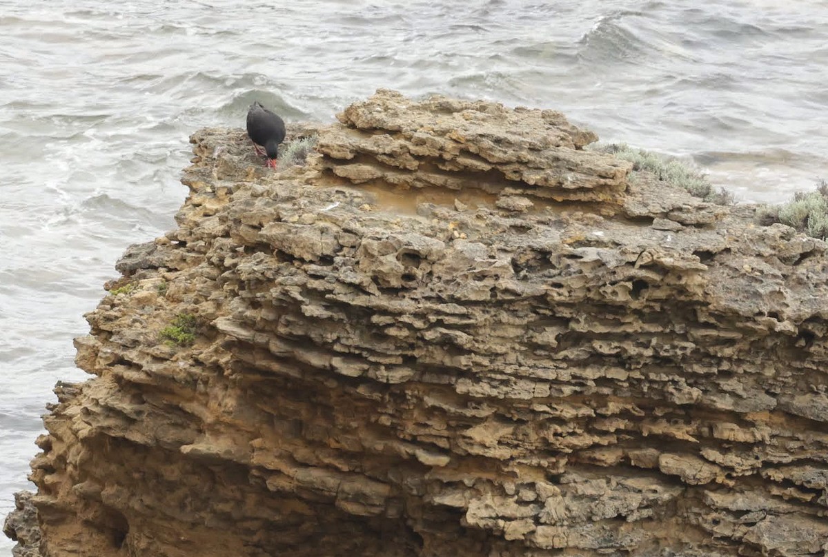 Sooty Oystercatcher - ML646784575