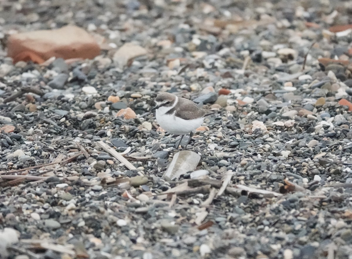 hvitbrystlo - ML646784578