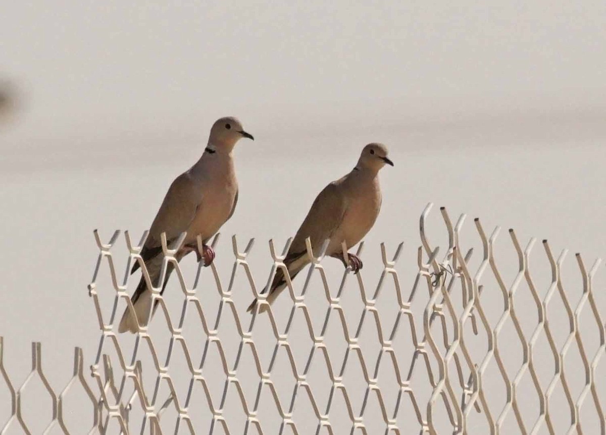 Сахельская горлица - ML646784583