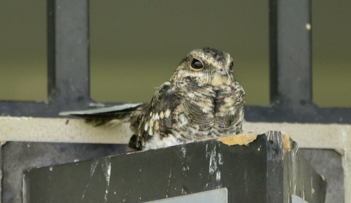 マタオヨタカ - ML646784584